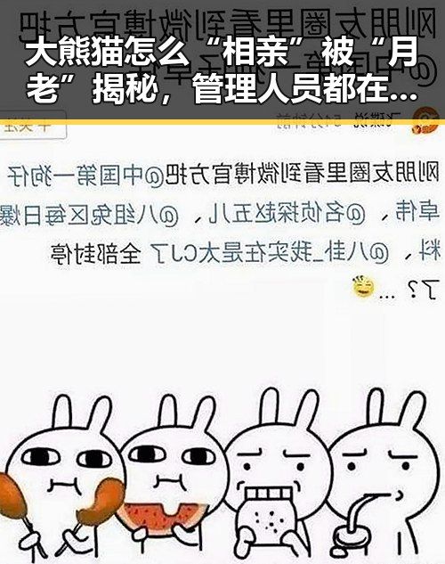 大熊猫怎么“相亲”被“月老”揭秘,管理人员都在这做样子没人去管